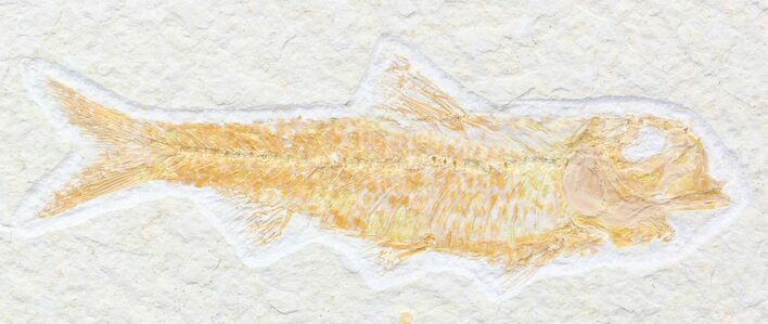 Detailed, Knightia Fossil Fish - Wyoming #42397